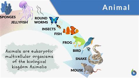 Animal - Definition and Examples - Biology Online Dictionary 
