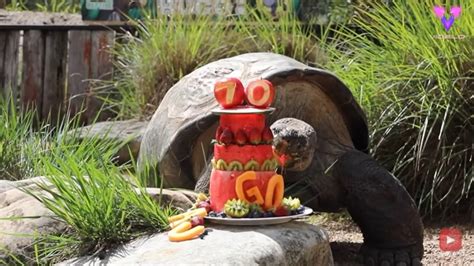 Desconecta Hugo Una Tortuga De Las Gal Pagos Australiana Celebra Su