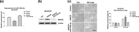 HAGLR Promotes Neuron Differentiation Through The MiR 130a 3p MeCP2 Axis