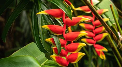 17 Plants for a Thriving Tropical Landscape