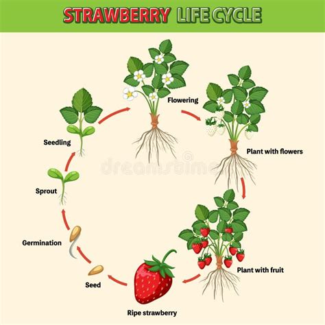 Life Cycle of Strawberry Diagram Stock Vector - Illustration of graphic ...