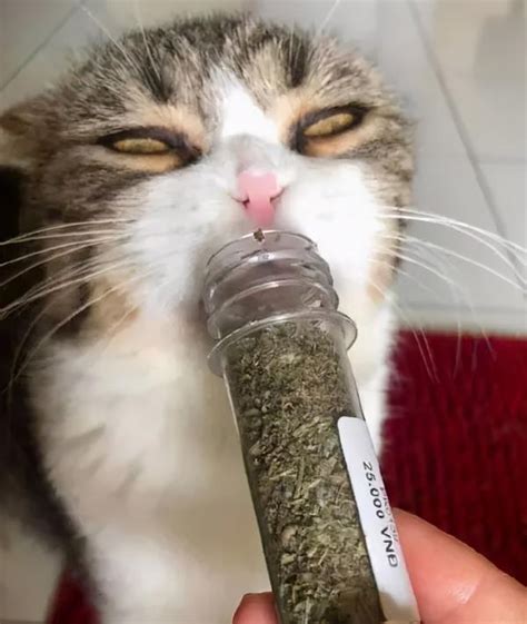 太上头了！猫咪吸了猫薄荷后太搞笑了！这种感觉就像飞翔在 知乎