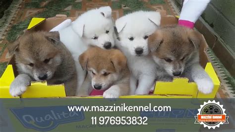 72 AKITA INU NINHADAS OUT 2018 BRA MAZZINI KENNEL YouTube