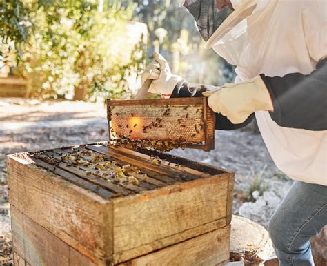 Apiculture Durable Et Apiculteur Naturel Avec Nid D Abeille Dans Une