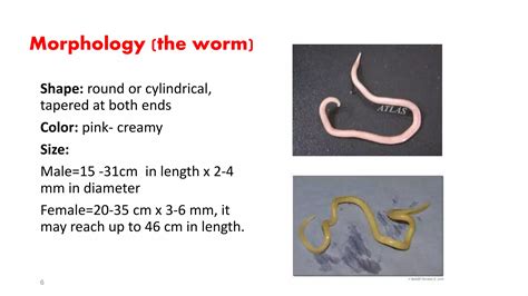 Ascaris Lumbricoides Ppt