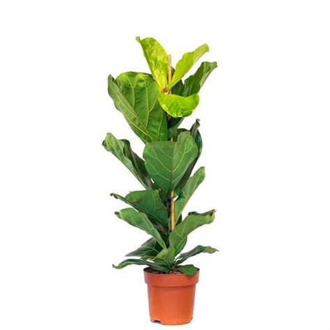 Ficus Lyrata Fiddle Leaf Fig 70 90cm Exoticplantsouq Indoor