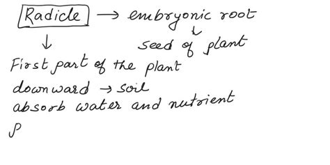 Solved 3 Differentiate Between The Following Pairs Of Terms A Radicle And Plumule B