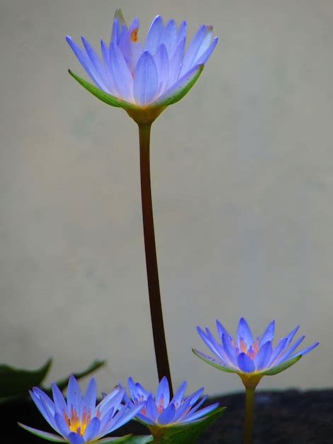 Se Muestra Una Flor Azul Con Un Centro Rosado Con El Tallo Y El Centro