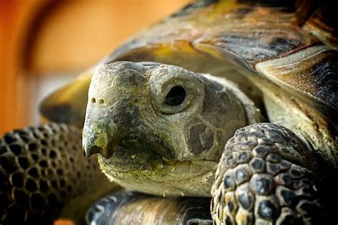 Russian Tortoise - Description, Habitat, Image, Diet, and Interesting Facts