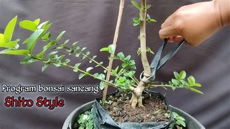 Review Dan Pengepresan Bahan Bonsai Sancang Mame Ridwanbintangbonsai