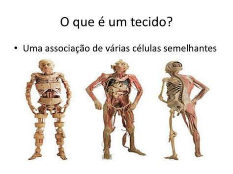 Ppt Histologia É A Ciência Que Estuda Os Tecidos Do Corpo Humano