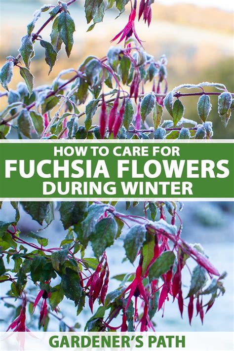 How to Prepare your Fuchsia Flowers for Winter | Gardener’s Path