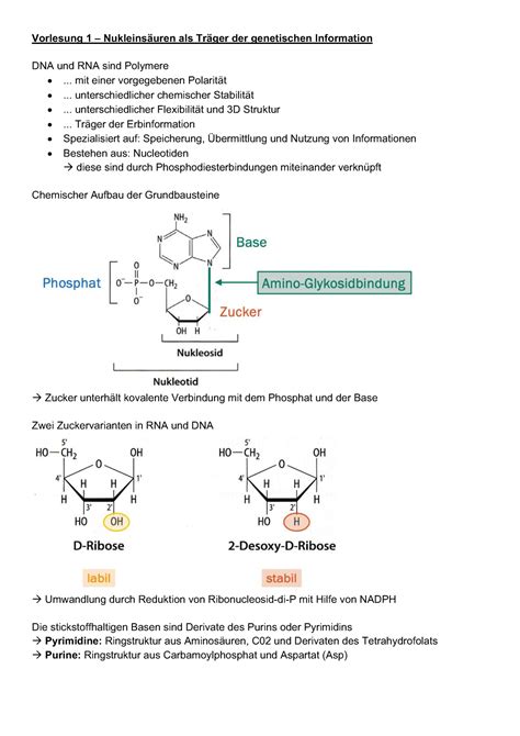 Zusammenfassung Genetik Vorlesung Nukleins Uren Als Tr Ger Der