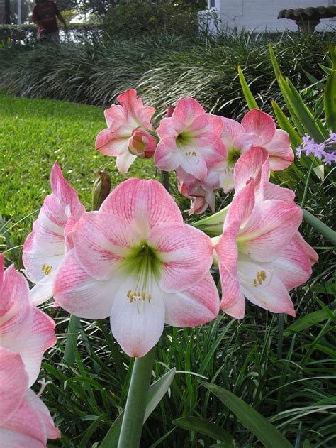 18 Best Fragrant Amaryllis Varieties Images On Pinterest Amaryllis