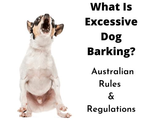 What Is Considered Excessive Dog Barking? The Australian Guidelines ...