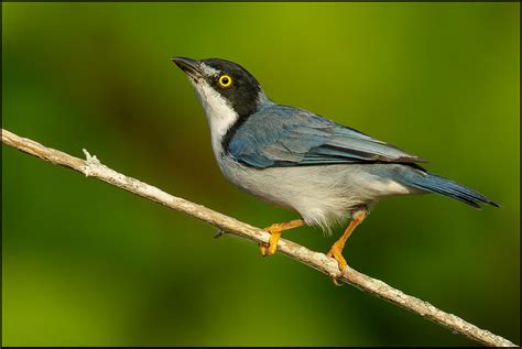 Birds From Guyana Favourites