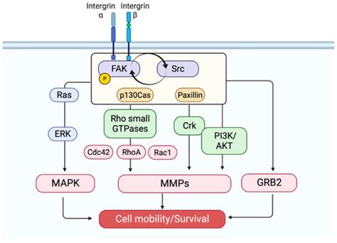 Ijms Free Full Text Potential Focal Adhesion Kinase Inhibitors In