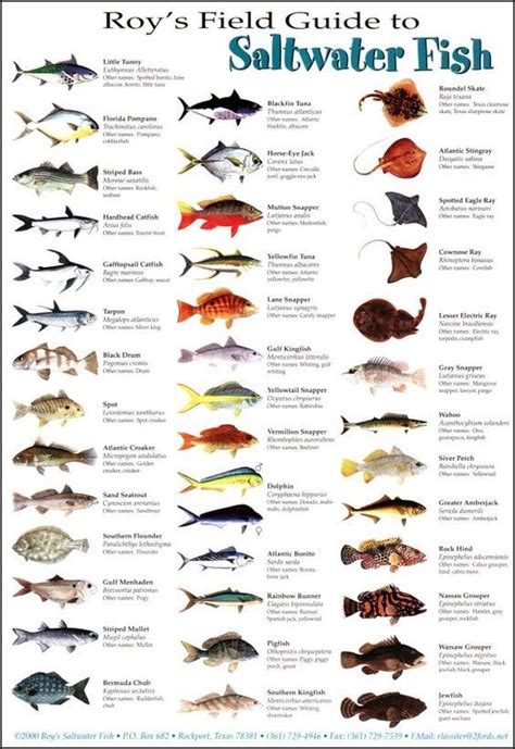 Saltwater fish Bass Fishing Tips, Surf Fishing, Fishing Knots, Fishing Guide, Trout Fishing ...