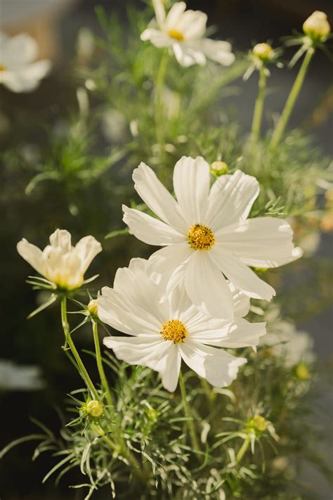 Denver Residential Rooftop Patio Design | Case Study