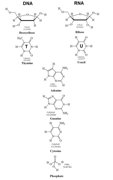 Building Blocks of DNA and RNA Molecules