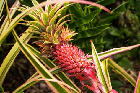 All About the Red Spanish Pineapple - Minneopa Orchards