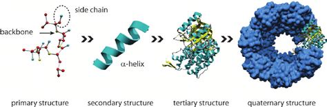 Protein- Structure, Properties and Function - Biology Ease