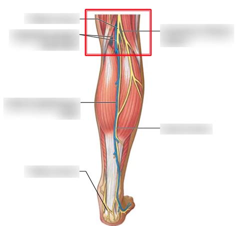 Diagram Of Posterior Leg Vessels Nerves Quizlet