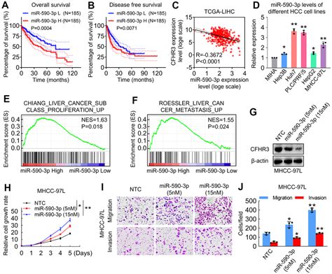 The Mir P Cfhr Stat Signaling Pathway Promotes Cell