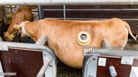 18 Cow Rumen Stock Photos, High-Res Pictures, and Images - Getty Images