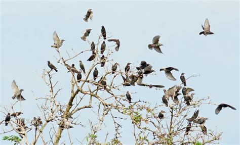 Vroege Vogels Foto Vogels Spreeuwen