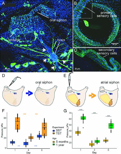 Adult zooids behavioral response is impaired during both the weekly... | Download Scientific Diagram