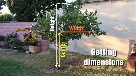 Trim Your Trees And Bushes To A More Rounded Shape Using This Tutorial