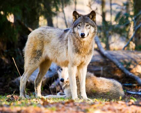 Wolf Pack Behavior Stock Photos, Pictures & Royalty-Free Images - iStock