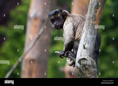 Monkey At The Zoo Stock Photo Alamy