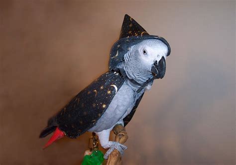 Its That Time Of Year African Grey Parrot Cute Animals Furry Friend