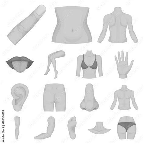 Part Of The Body Limb Monochrome Icons In Set Collection For Design