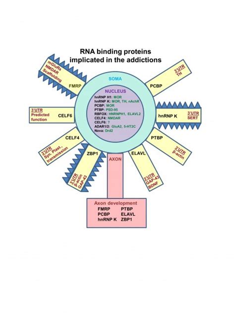 RNA binding proteins, neural development and the addictions ...