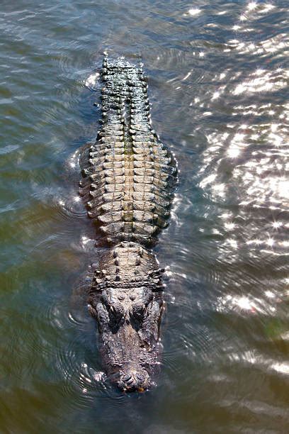 220+ Crocodile In Green Camouflage Stock Photos, Pictures & Royalty-Free Images - iStock