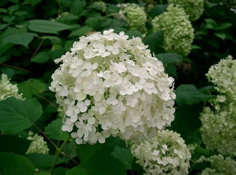 Hydrangea Arborescens Annabelle Riverside Garden Centre