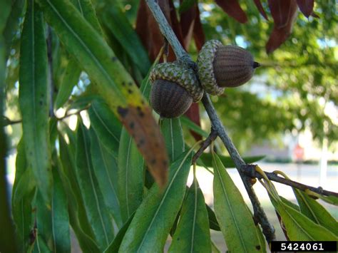 Willow Oak Quercus Phellos L