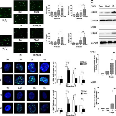 Effect Of Pba On Radiation Induced Dna Damage In Cne And Mg Cells