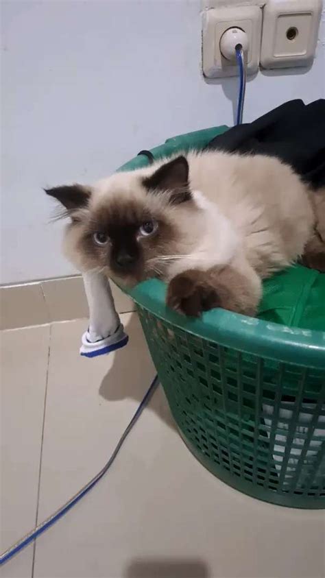 Kucing Ragdol Usia Bulan Sehat Hewan Peliharaan