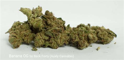 Banana Og By Back Forty Auxly Cannabis Puff The Magic