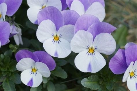 how to take care of pansies