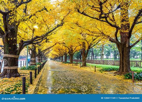 Row of Yellow Ginkgo Tree in Autumn. Autumn Park in Tokyo, Japan Stock ...