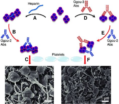 Group Abs Cluster Pf And Enhance Platelet Activation A Pf Form