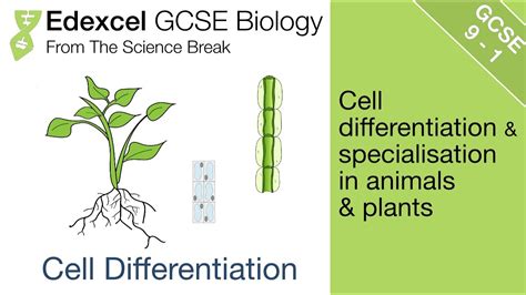 Edexcel Gcse Biology Cell Differentiation And Specialisation