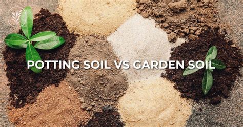 The Difference Between Potting Soil And Potting Mix