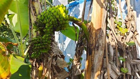 Pohon Pisang Unik Milik Warga Sampang Bikin Warga Penasaran Berbuah