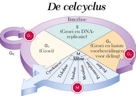 Bouwstenen Van Het Leven Alles Over De Celcyclus Je Bent Mama